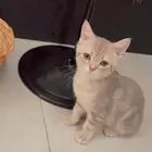 قطط سكوتش ستريت