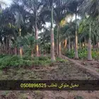 يوجدلدينا نخل ملوكي