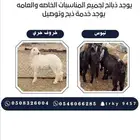 ذبائح مع السلخ والتوصيل