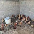 دجاج فيومي العمر 5 شهور وفوق