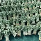 عقل زيتون للمشاتل والمزارع الكبيره