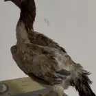 الدجاجه شامو الياباني