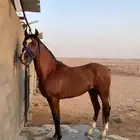 حصان واهو شييخ