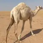حاشي بري