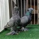 حمام تركي