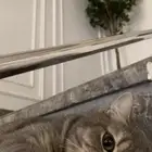 قطه أنثى عمر سنتين للتبني اليوم فقط 2025 11 14