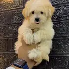 كلاب مالتيبو Maltipoo