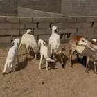 3 من الغنم عليها 3 ديود سليمة
