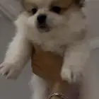 كلب بومرينيان