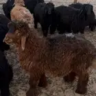 جذعات وجذعان عرب مراح