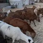 خرفان ذبايح سواكني