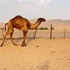 للبيع قعود اصفر  كفو. من اباعر بن سمار