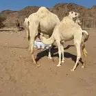 حشو بكره على حليب امه