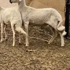 خروف اصفر فحل كفو جدا