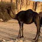 مصعد