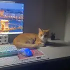 قط لتبني