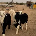 طليان نجد فواخر