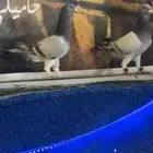 حمام شامي