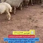 للبيع غنم حريه مراح