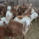 سواكن مرابي مقفلات