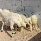 طليان حرية جبر وسط لباني