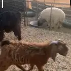 تيس مصري مشروع فحل