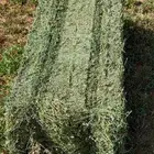 برسيم صافي جندير ميقوع وزن 30 كيلو