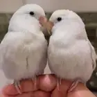 روزات هدد