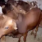 حسلان العدد 20