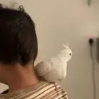 كروان البينو عيون حمراء