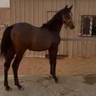 مهره شعبيه