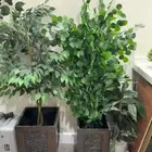 نبته زرع