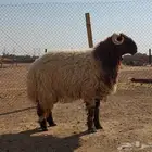 بيع الله يبارك له جذع نعيم فحل