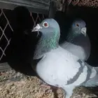 حمام زاجل للبيع با 50