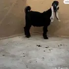 جفر عارضي معرف