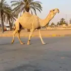 بعير اشقح