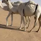 خفوت سنها ثنيه