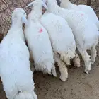 ذبايح للبيع طليان ورخال بريه ونظيفه مع خدمة السلخ والتوصيل