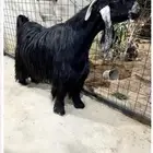 للبيع تيس عارضي مشروع فحل ماشاءالله تبارك الله