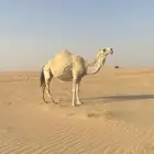 ناقه ضروبة للبيع