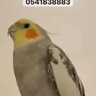 طير كروان مفقود