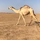 قعود
