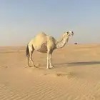 للبيع ضروبة كفو جاهزه للمناخ