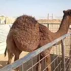 حاشي لباني طايش