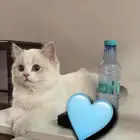 قطة سكوتش ستريت