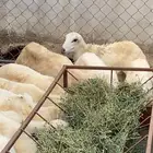 رخيل العدد 11