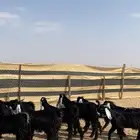 تيوس عوارض مخاصي العدد 12