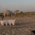 ناقه ضروبه للبيع
