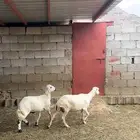 للبيع