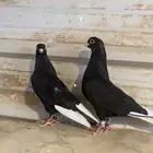 قطيفي كوري